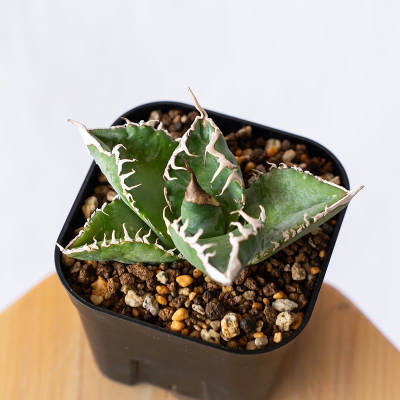 アガベ チタノタ 悪魔くん【発根管理中】TC株 Agave titanota Bakemono