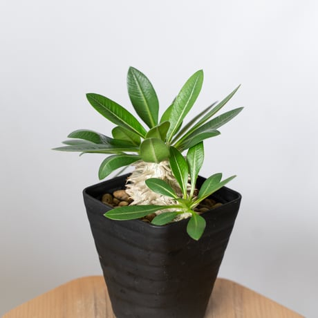 パキポディウム デンシフローラム 実生 シバ女王の玉櫛 Pachypodium densiflorum 塊根植物 コーデックス 多肉植物 珍奇植物 静岡 ANTIDOTE 通販 S1507