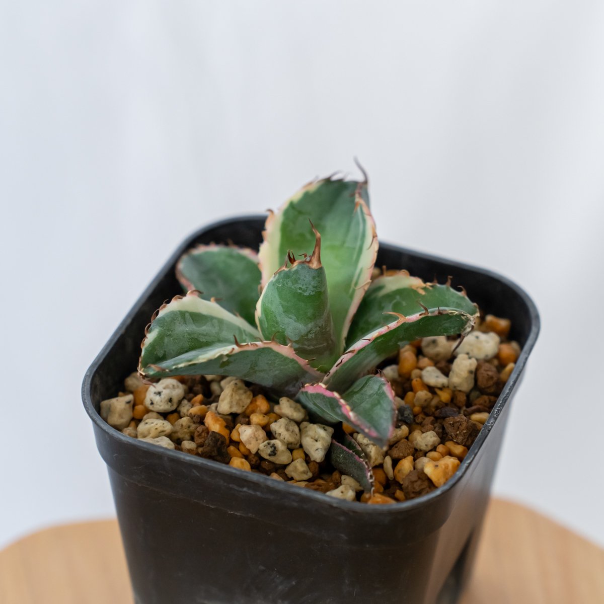 アガベ チタノタ ブラックアンドブルー 白覆輪【発根管理中】BB ブルー