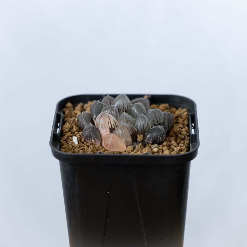 ハオルチア ブラックオブツーサ錦 Haworthia obtusa Black 多肉植物
