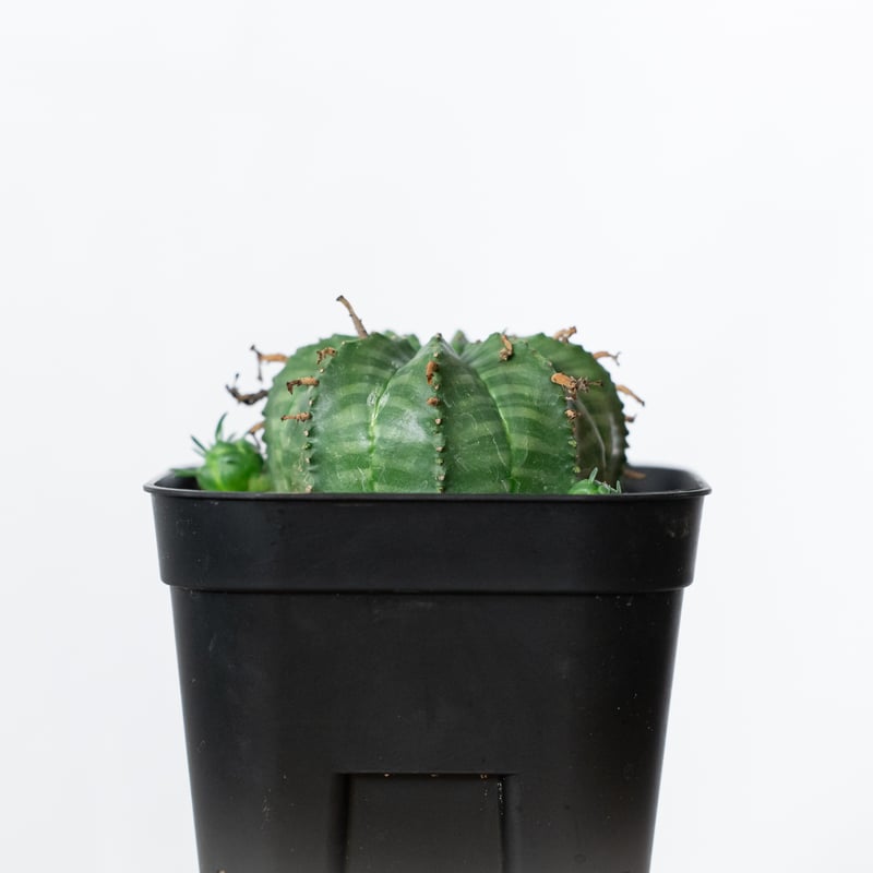 ユーフォルビア バリダ 子株付き 実生 Euphorbia super valida 多肉植物