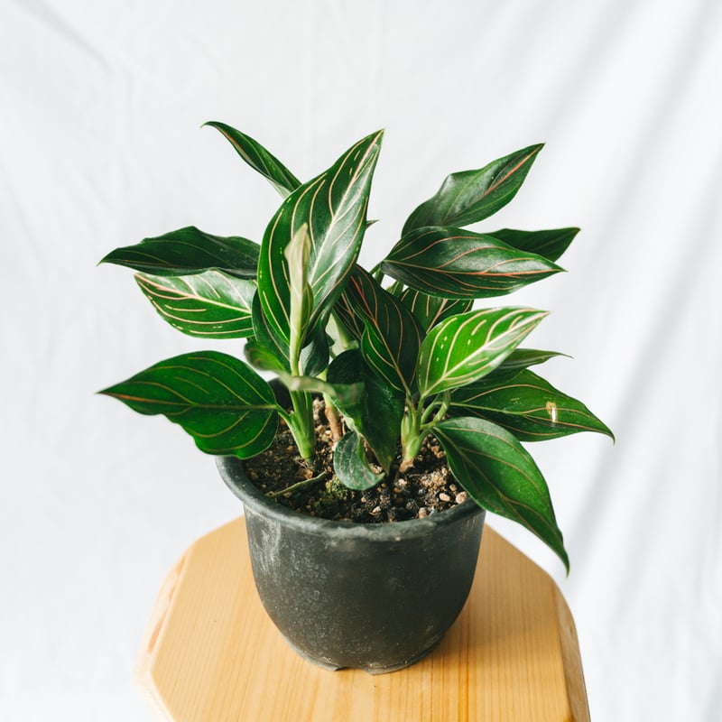 アグラオネマ ロタンダム aglaonema 観葉植物 静岡 ANTIDOTE 通販 S44