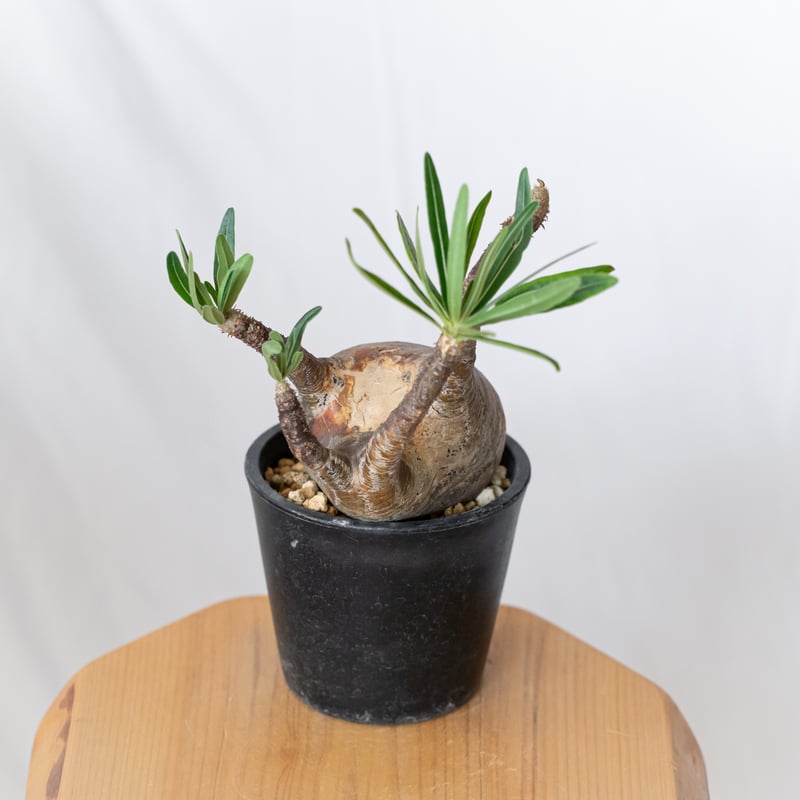パキポディウム グラキリス 現地球 pachypodhium Gracilius 塊根植物 コ
