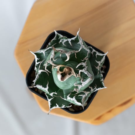 アガベ チタノタ 魔丸 OC株【発根管理中】agave titanota imps 多肉植物 珍奇植物 ANTIDOTE 静岡 通販 S1442