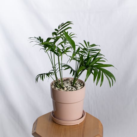 テーブルヤシ 鉢セット Parlor palm 観葉植物 多肉植物 インテリアグリーン 静岡 ANTIDOTE 通販 S1303