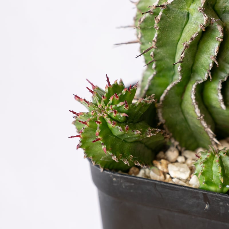 ユーフォルビア ポリゴナ Euphorbia polygona 多肉植物 珍奇植物 静岡