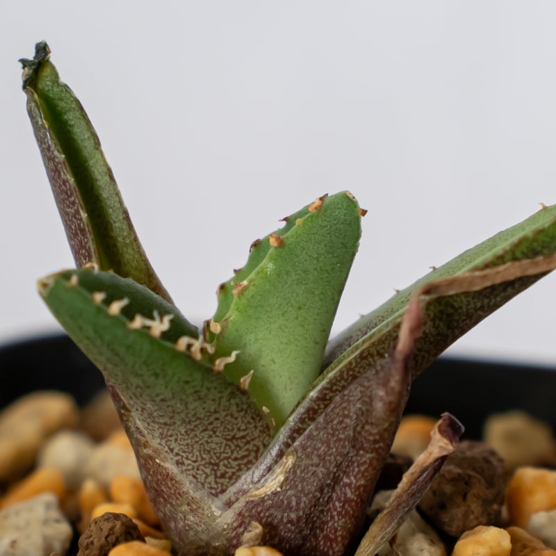 アガベ チタノタ 鰐亀 ワニガメ TC株 Agave titanota alligator s