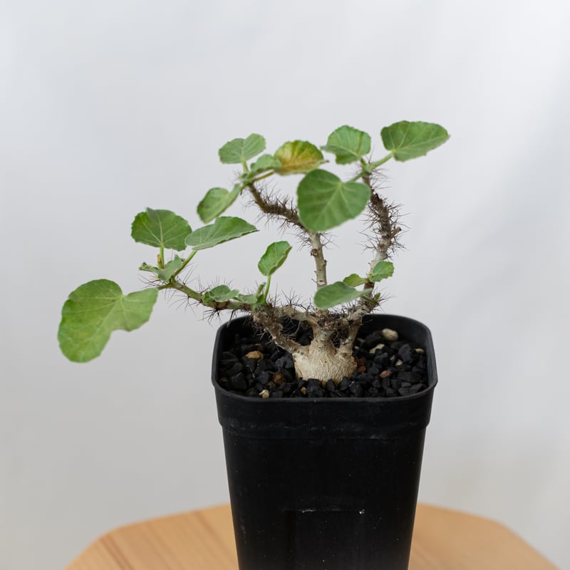 ヤトロファ マルギナータ 実生 jatropha marginata 塊根植物
