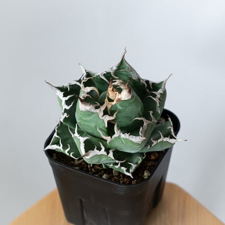 アガベ チタノタ 魔丸 OC株【発根管理中】agave titanota imps 多肉植物 珍奇植物 ANTIDOTE 静岡 通販 S1442
