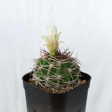 ギムノカリキウム フェロシオール 実生 Gymnocalycium hybopleurum v. ferocior サボテン 多肉植物 珍奇植物 静岡 ANTIDOTE 通販 S642
