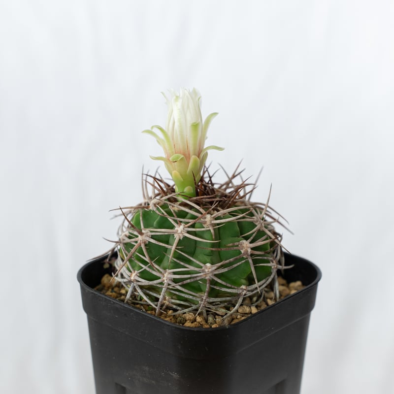 ギムノカリキウム フェロシオール 実生 Gymnocalycium hybopleurum v