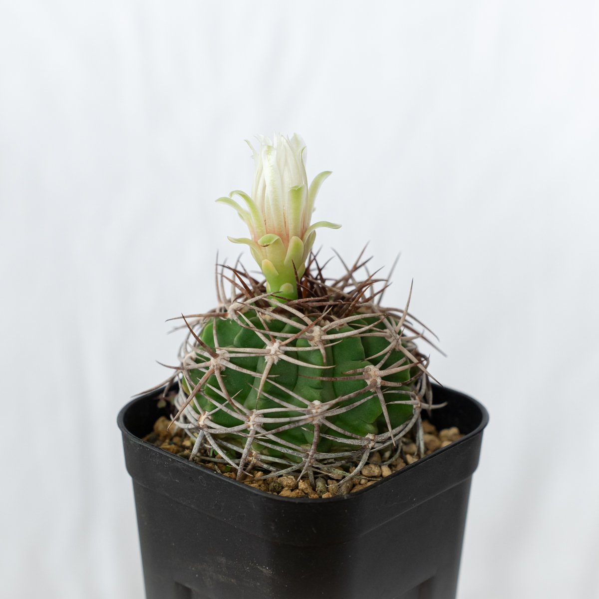 ギムノカリキウム フェロシオール 実生 Gymnocalycium hybopleurum v