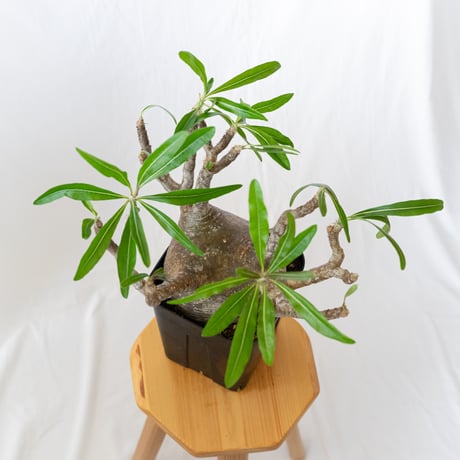 パキポディウム グラキリス 現地球 大株 pachypodhium Gracilius 塊根植物 コーデックス 多肉植物 珍奇植物 静岡 ANTIDOTE 通販 S627