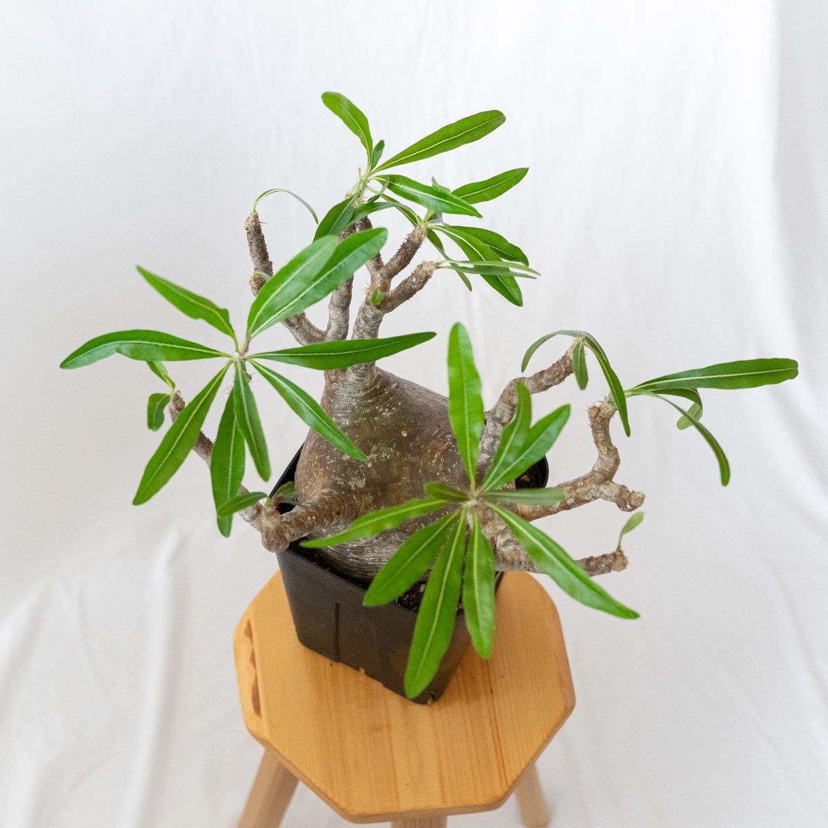 パキポディウム グラキリス 現地球 大株 pachypodhium Gracilius 塊根植