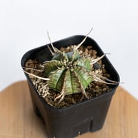 ユーフォルビア バリダ 実生 Euphorbia super valida 多肉植物 珍奇植物 ANTIDOTE 静岡 通販 S1228