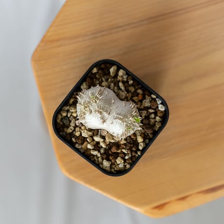 パキポディウム ブレビカウレ 恵比寿笑い 実生 Pachypodium brevicaule 塊根植物 コーデックス 多肉植物 珍奇植物 静岡 ANTIDOTE 通販 S1435