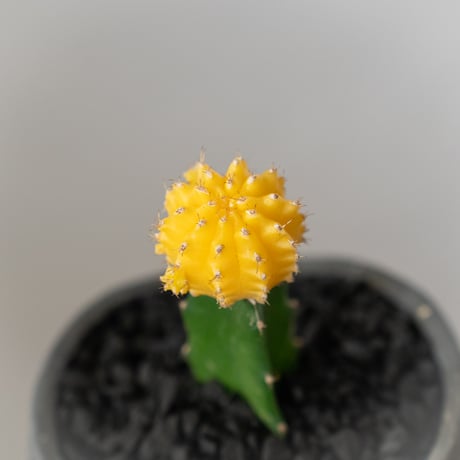 ギムノカリキウム ヒボタン 緋牡丹 鉢セット サボテン 多肉植物 観葉植物 インテリアグリーン 静岡 ANTIDOTE 通販 S877