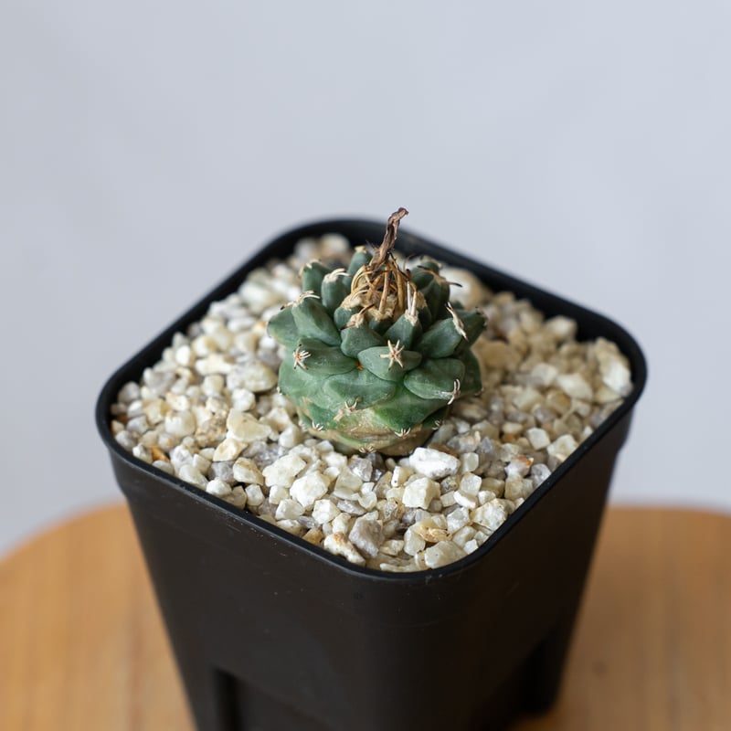 ツルビニカルプス アロンソイ 実生 Turbinicarpus alonsoi サボテン