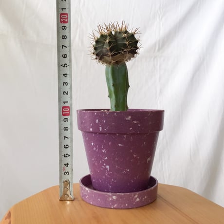 ギムノカリキウム 牡丹玉 鉢セット【エコポット】Gymnocalycium friedichii 接ぎ木 サボテン 多肉植物 珍奇植物 静岡 ANTIDOTE 通販S1027