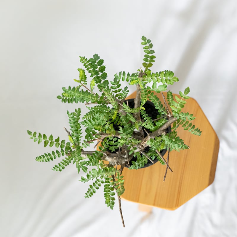 ボスウェリア ネグレクタ Boswellia neglecta 多肉植物 珍奇植物 静岡