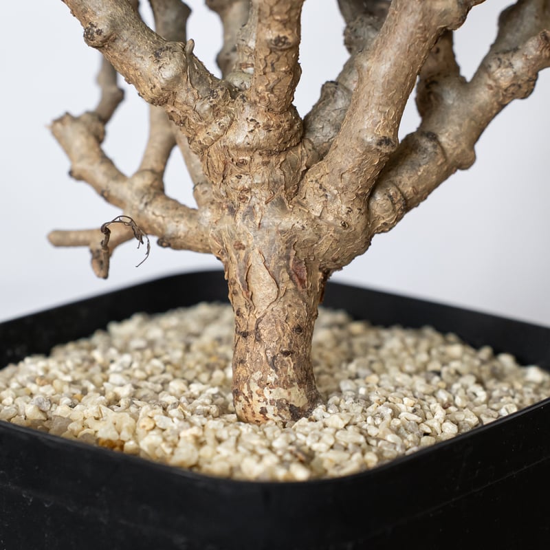 センナ メリディオナリス 特大株 Senna Meridionalis 灌木コーデックス