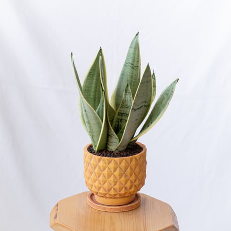 サンスベリア | STORES