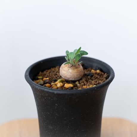 オトンナ カカリオイデス 美株 実生 Othonna cacalioides 塊根植物 コーデックス 冬型 多肉植物 珍奇植物 静岡 ANTIDOTE 通販 S923