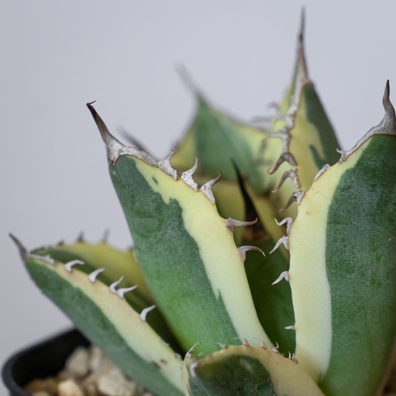 アガベ チタノタ スナグルトゥース OC株【発根管理中】Agave