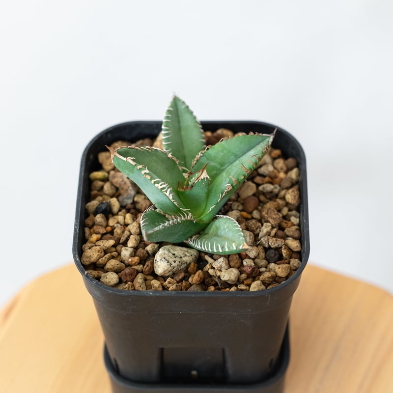極上株】アガベ チタノタ 鬣蜥 イグアナ TC株 Agave titanota 多肉植物