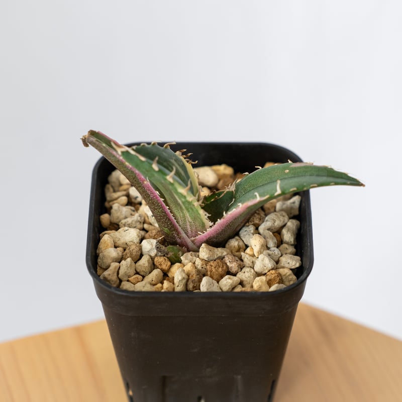 アガベ チタノタ 白鯨 白鯨錦 白覆輪【発根管理中】TC株 Agave