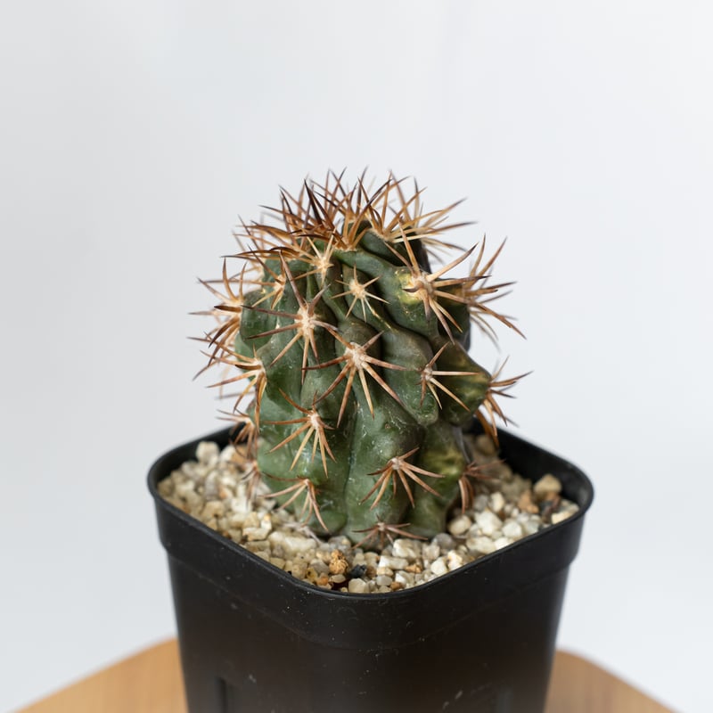 コピアポア デュラ 銅鑼丸 実生 Copiapoa dura サボテン 多肉植物 珍奇