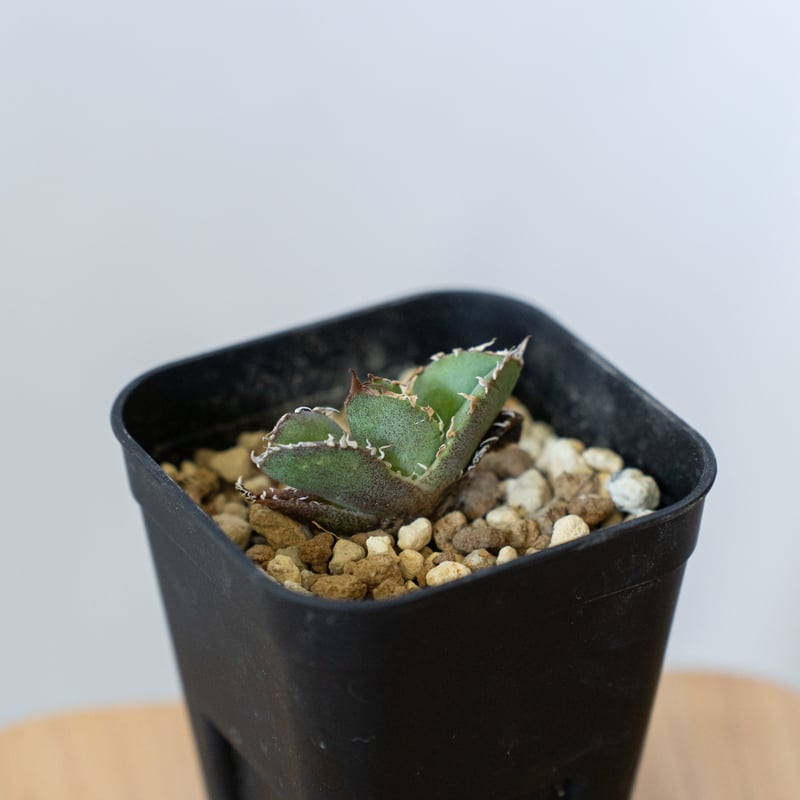 アガベ チタノタ 皇冠 TC【発根管理中】 Agave titanota Crown
