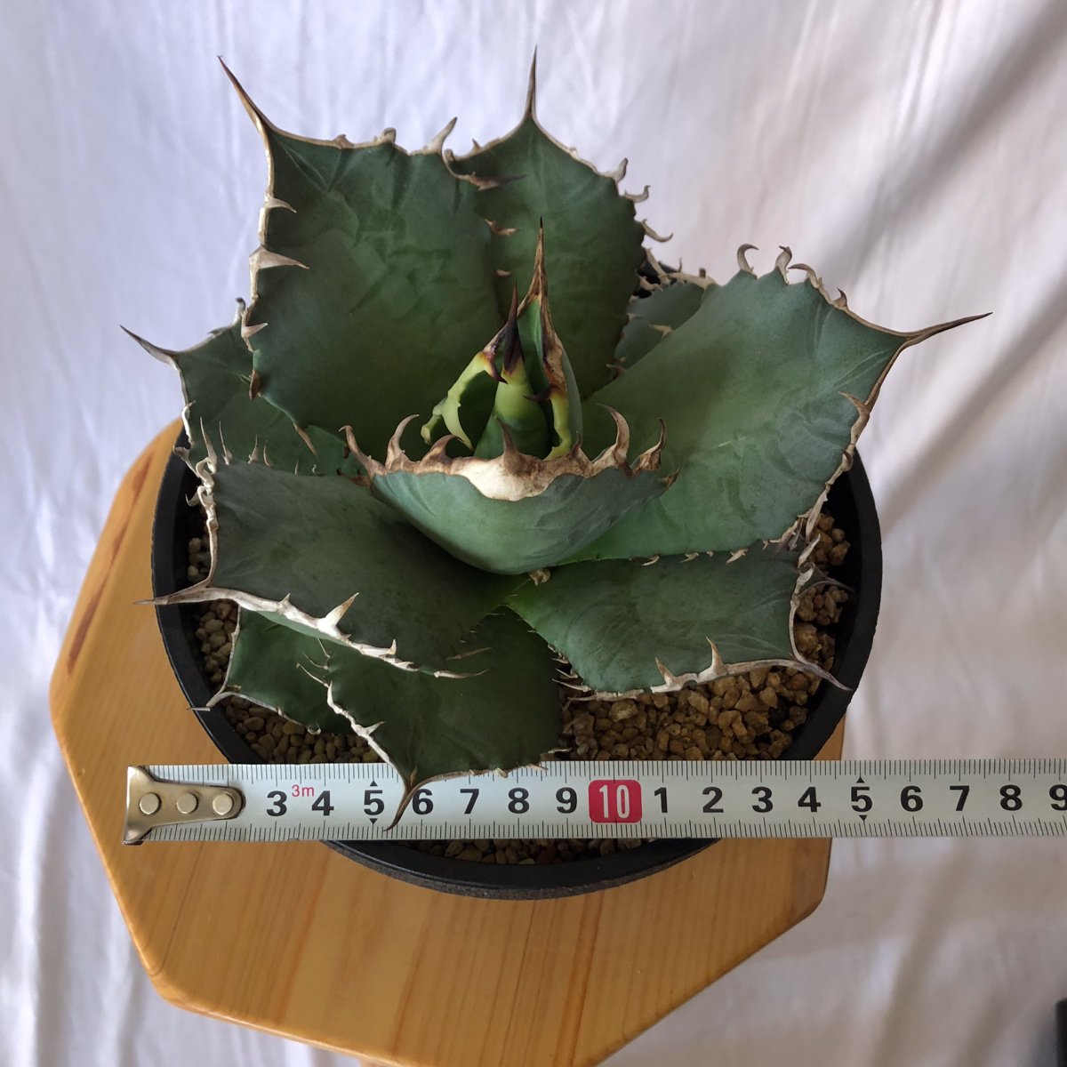 アガベ チタノタ南覇王 アガベ チタノタ 