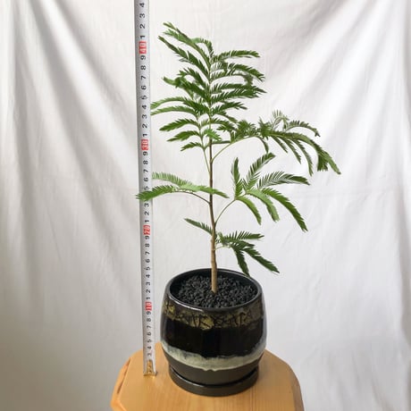 エバーフレッシュ 鉢セット Pithecellobium 観葉植物 多肉植物 インテリアグリーン 静岡 ANTIDOTE 通販 S1195