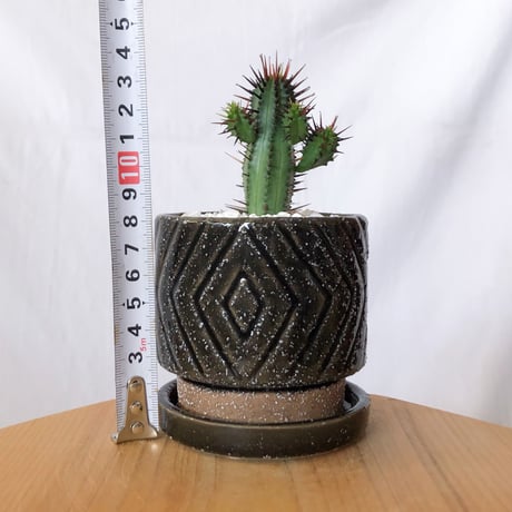ユーフォルビア 紅彩閣 エノプラ 鉢セット Euphorbia enopla 塊根植物 多肉植物 珍奇植物 静岡 ANTIDOTE 通販 S1388