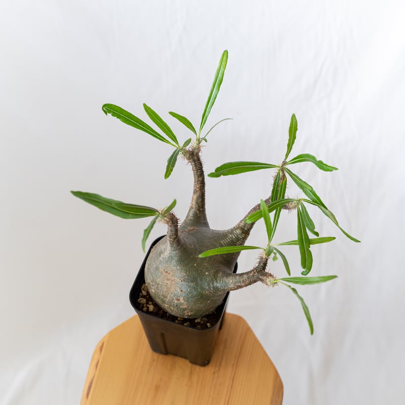 パキポディウム グラキリス 現地球 大株 pachypodhium Gracilius 塊根植