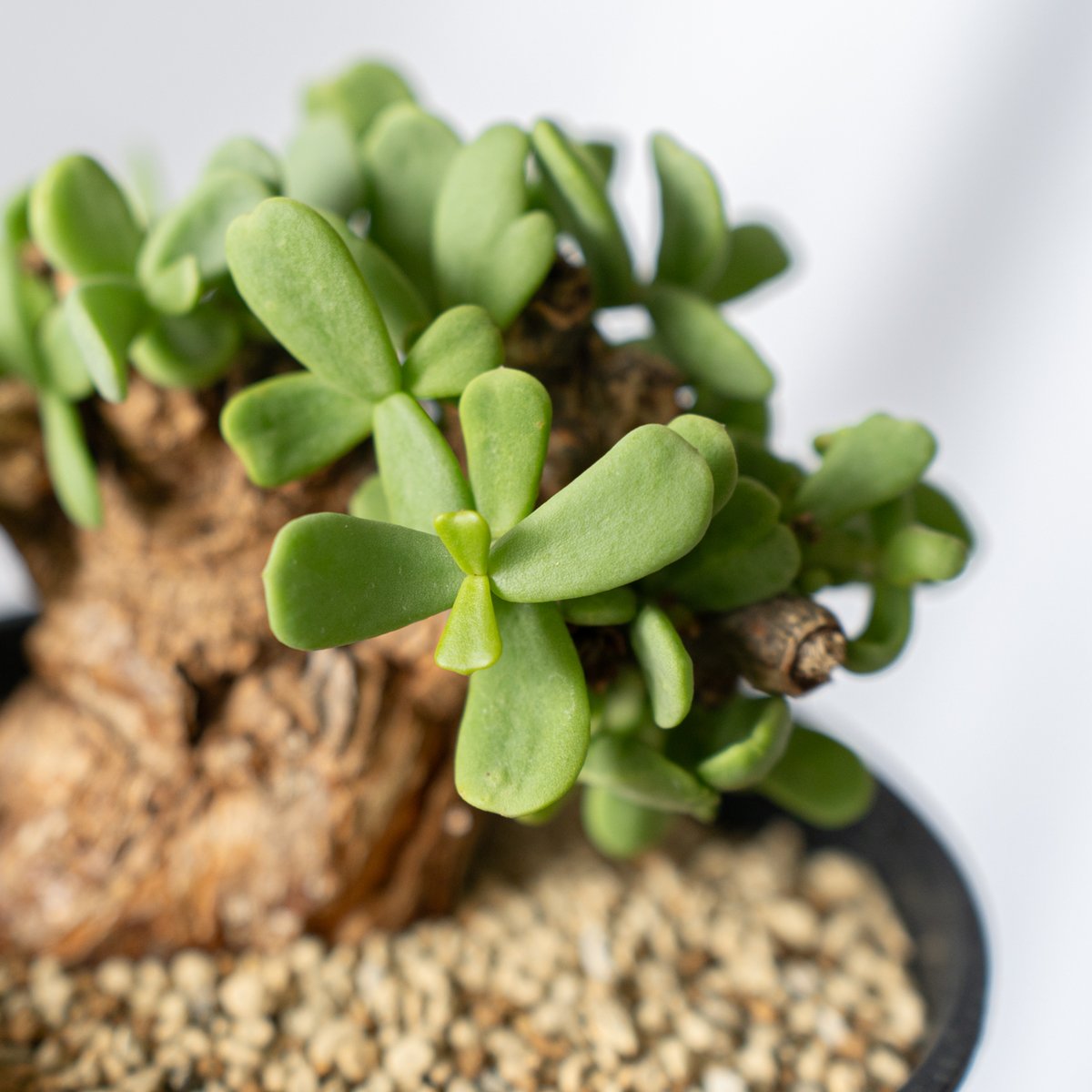 ケラリア ピグマエア Ceraria pygmaea 多肉植物 珍奇植物 静岡 ANTIDOT