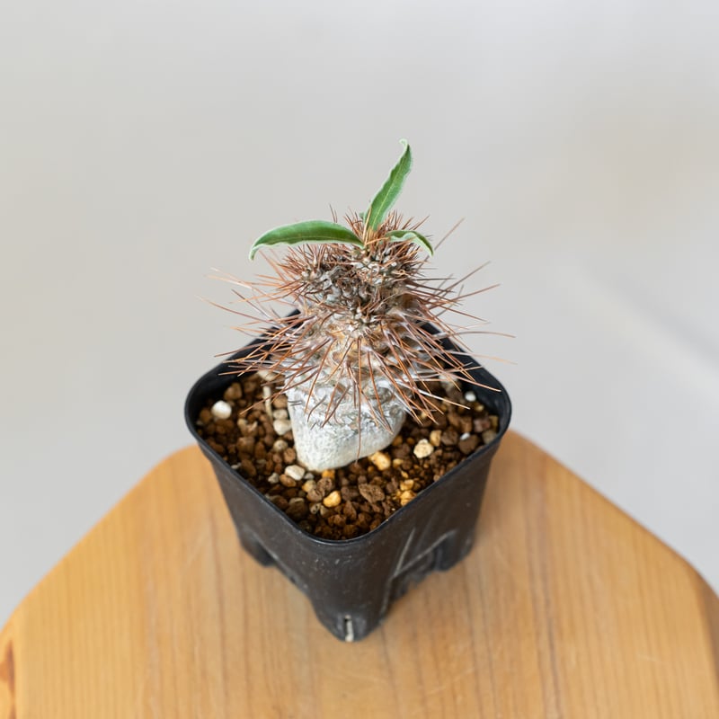 パキポディウム ナマクアナム 光堂 実生 実生 Pachypodium namaquanum