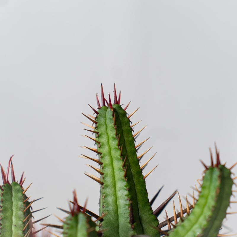 ユーフォルビア エノプラ 紅彩閣 激レアフォルム 鉢付き ユーフォルビア エノプラ Euphorbia enopla 紅彩閣 塊根植物