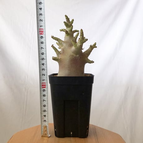 アデニウム アラビカム ブラックスキン Adenium Arabicum Black Skin 塊根植物 コーデックス 珍奇植物 多肉植物 静岡 ANTIDOTE 通販 S1354