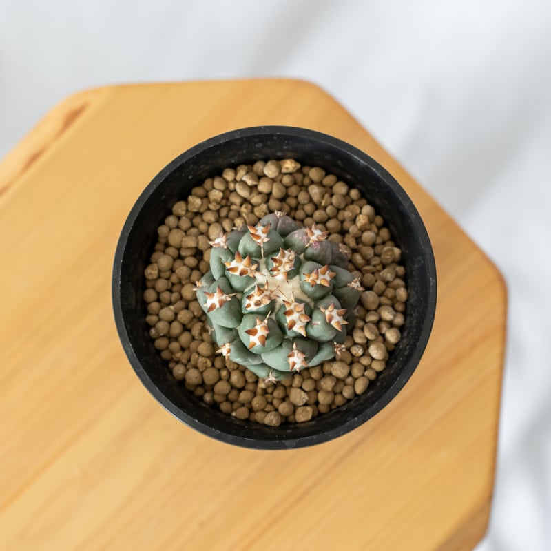 コリファンタ 特短刺象牙丸 カキ仔 美株 Coryphantha