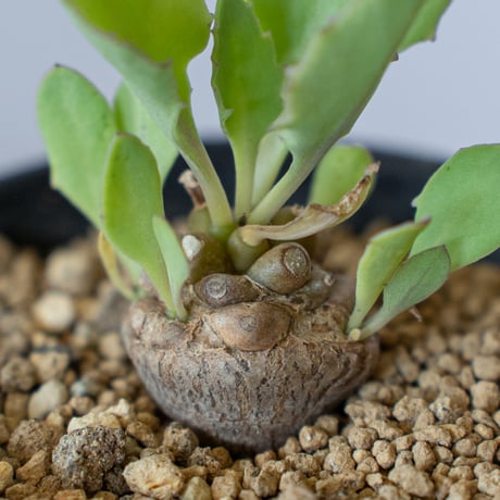 オトンナ ヘレー Othonna herrei 塊根植物 コーデックス 冬型 多肉植物 珍奇植物 静岡 ANTIDOTE 通販 S301