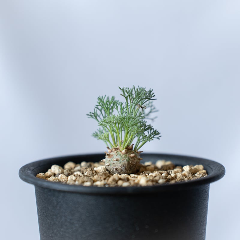 モンソニア ペニクリナム Monsonia peniculinum サルコカウロン