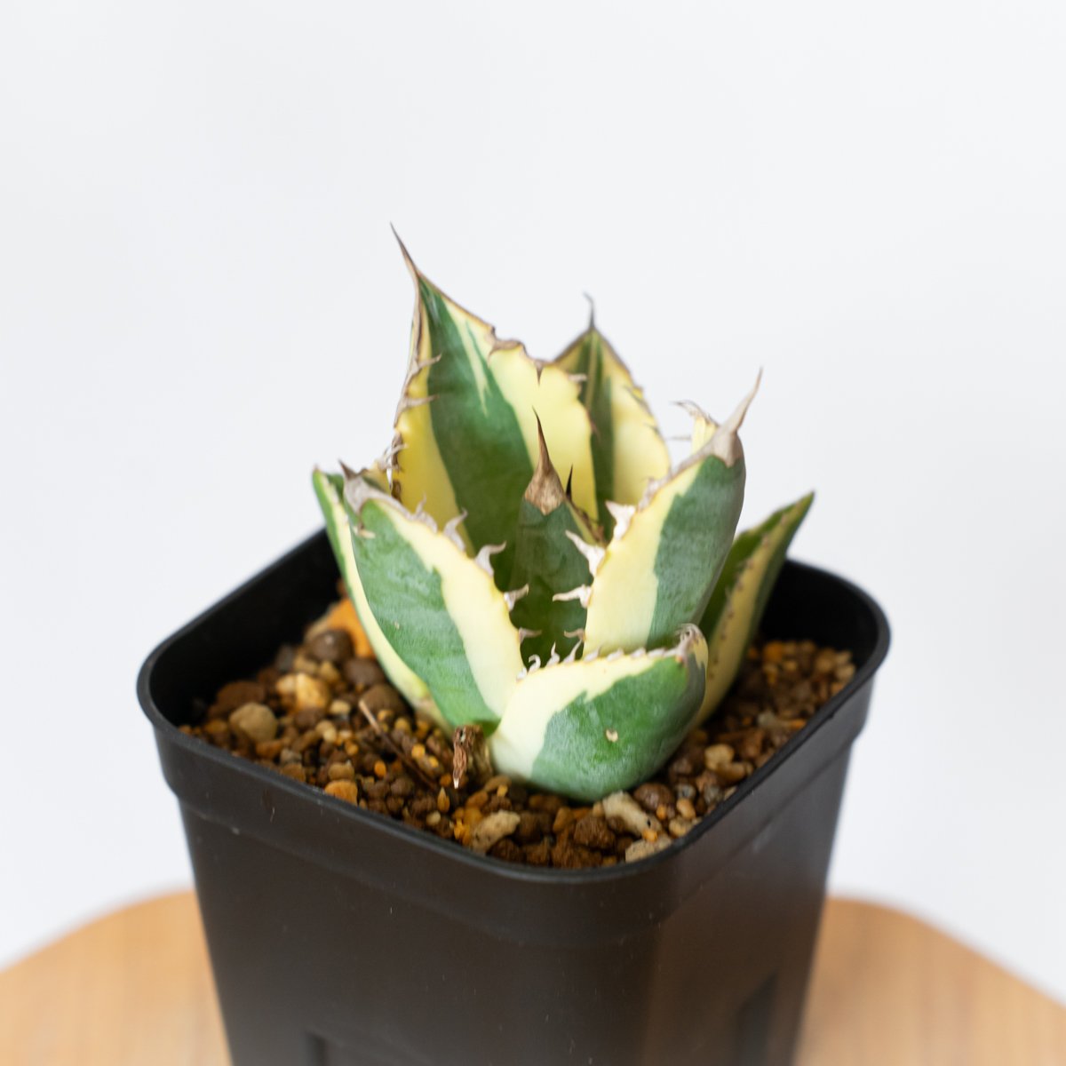 アガベ チタノタ スナグルトゥース OC株 美株 Agave titanota Snaggle