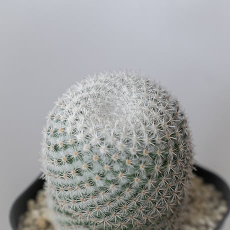 マミラリア 希望丸 実生 Mammillaria albilanata サボテン 多肉植物 珍奇植物 静岡 ANTIDOTE 通販 S1491