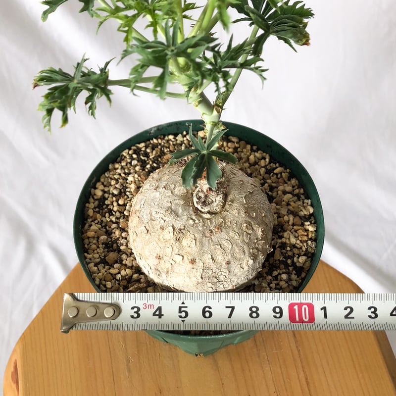 ヤトロファ カタルティカ 錦珊瑚 Jatropha cathartica ベル
