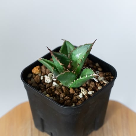 アガベ チタノタ 緑犀牛【発根管理中】TC株 Agave titanota Green rhino 多肉植物 珍奇植物 静岡 通販 ANTIDOTE S1449