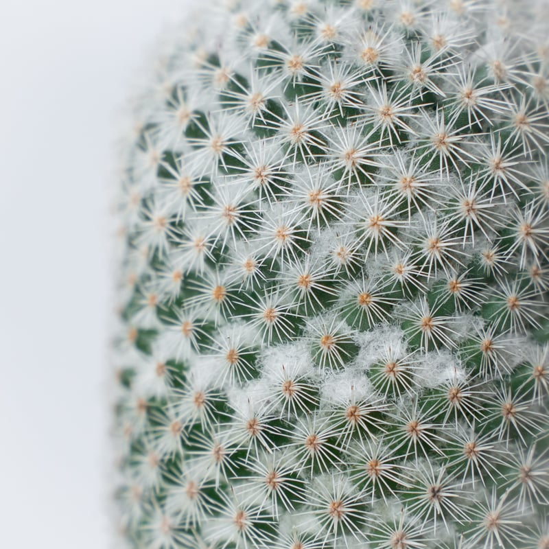 マミラリア 希望丸 実生 Mammillaria albilanata サボテン 多肉植物 珍