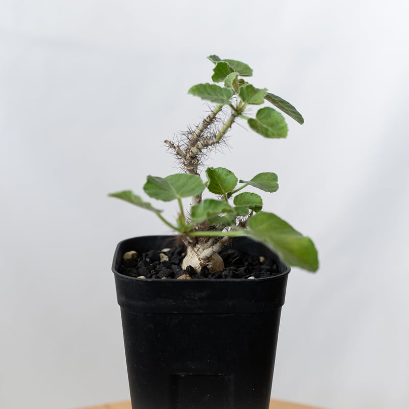 ヤトロファ マルギナータ 実生 jatropha marginata 塊根植物