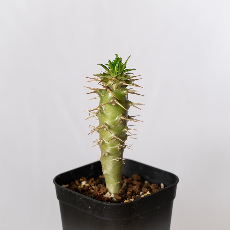 国内実生 パキポディウム アンボンゲンセ ambongense 3 パキポディウム アンボンゲンセ 実生 Pachypodium ambongense